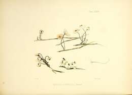 Image of Crinipellis scabella (Alb. & Schwein.) Murrill 1915