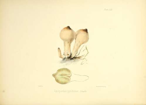 Imagem de Lycoperdon pyriforme Schaeff. 1774