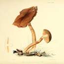 Image of Cortinarius psammocephalus (Bull.) Fr. 1838