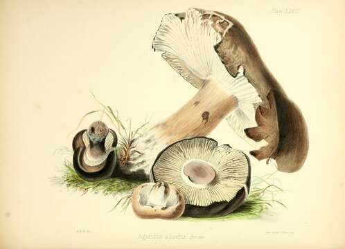 Image of Russula adusta (Pers.) Fr. 1838