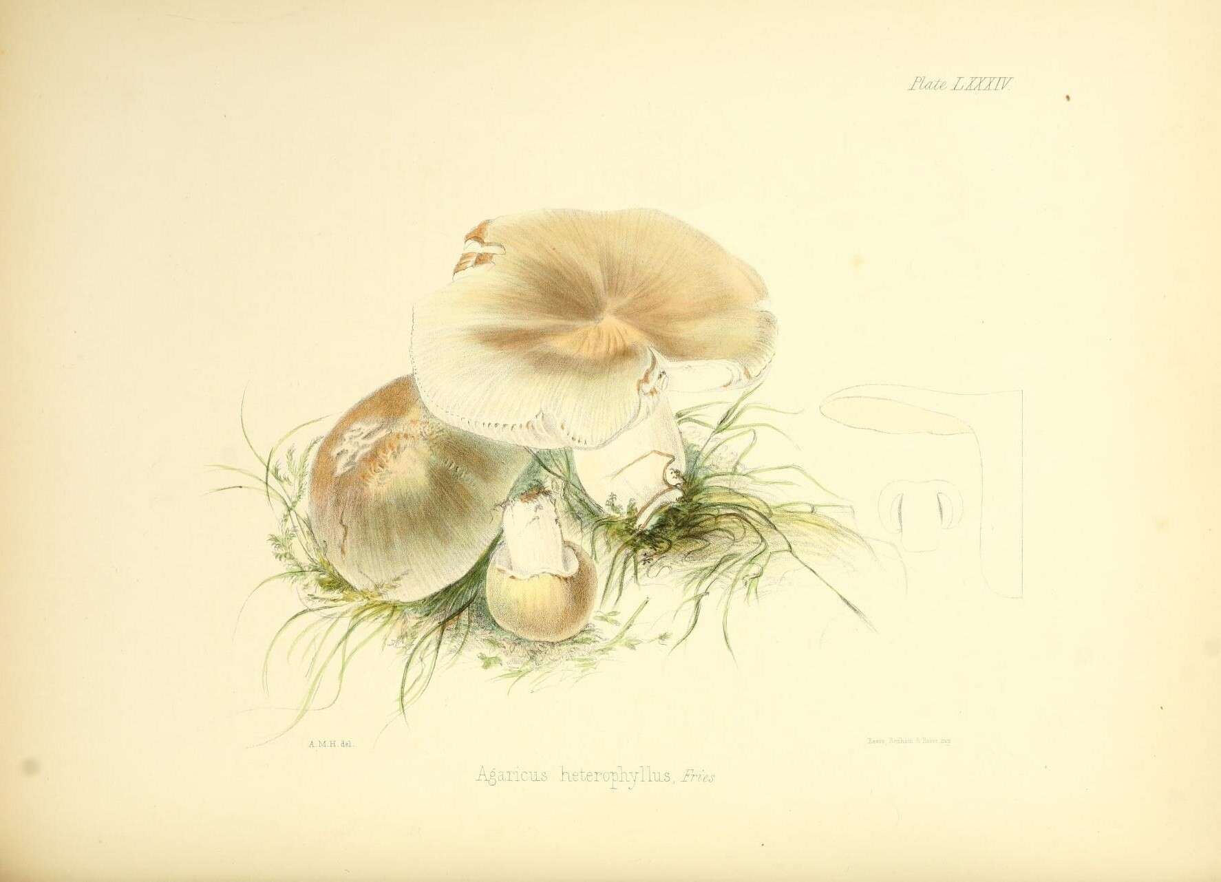 Image of Russula heterophylla (Fr.) Fr. 1838