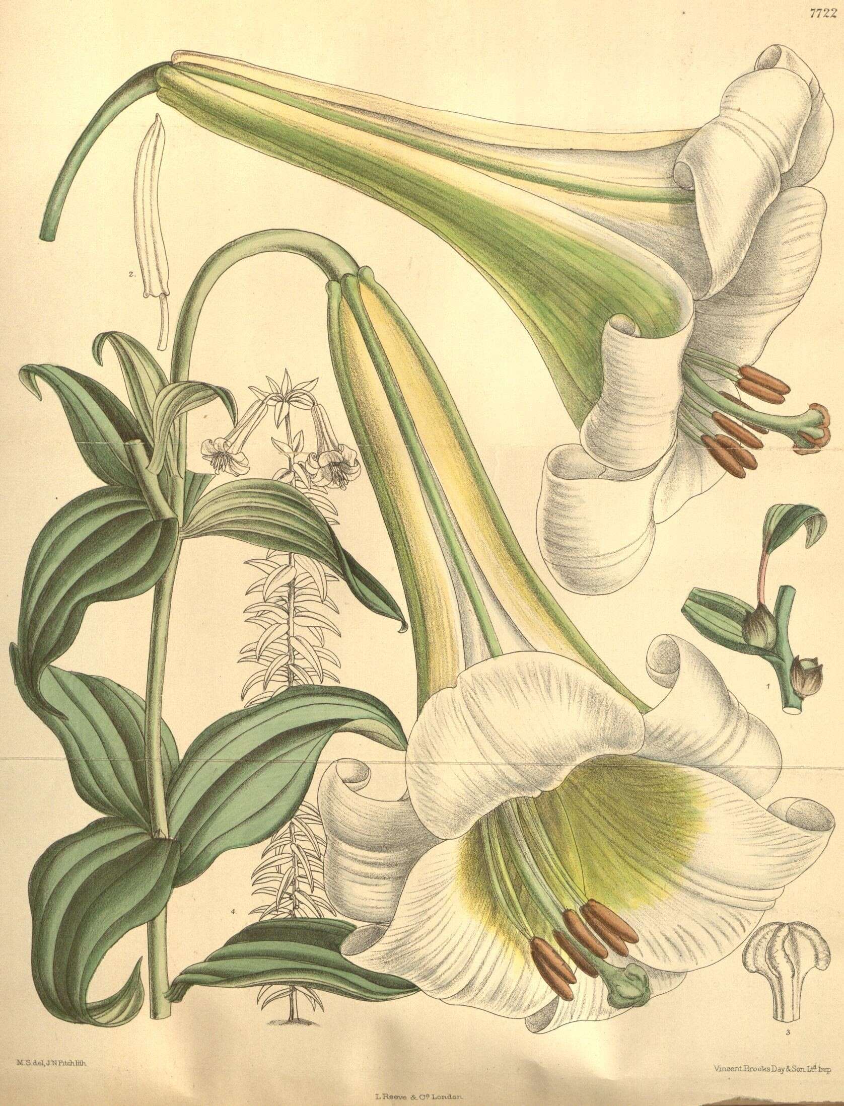 Image of Chinese Lily
