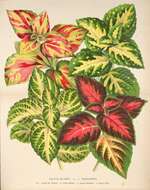 Image of common coleus