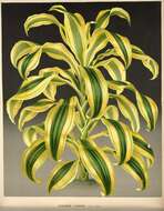 Image of fragrant dracaena