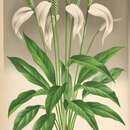 Image of Spathiphyllum patinii (R. Hogg) N. E. Br.