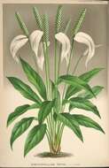 Image of Spathiphyllum patinii (R. Hogg) N. E. Br.