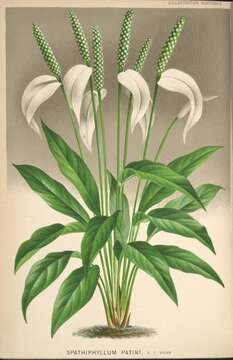 Image of Spathiphyllum patinii (R. Hogg) N. E. Br.