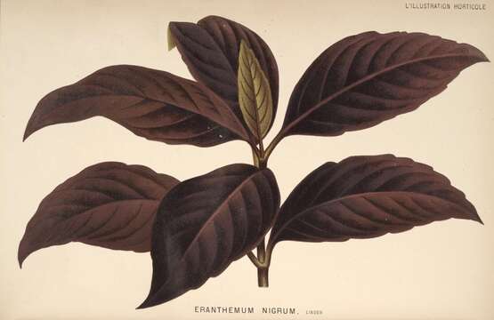 Image of false eranthemum