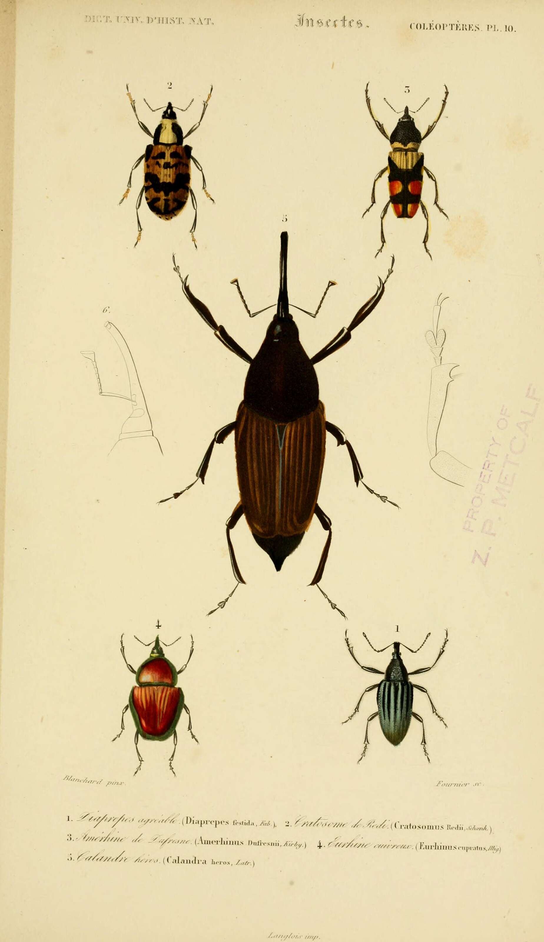 Image of Amerhinus dufresnii Schoenherr 1825