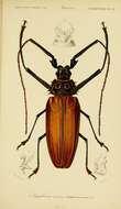 Image of Enoplocerus