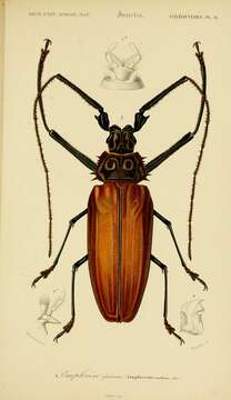 Image of Enoplocerus