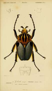 Image of Goliathus cacicus (Olivier 1789)