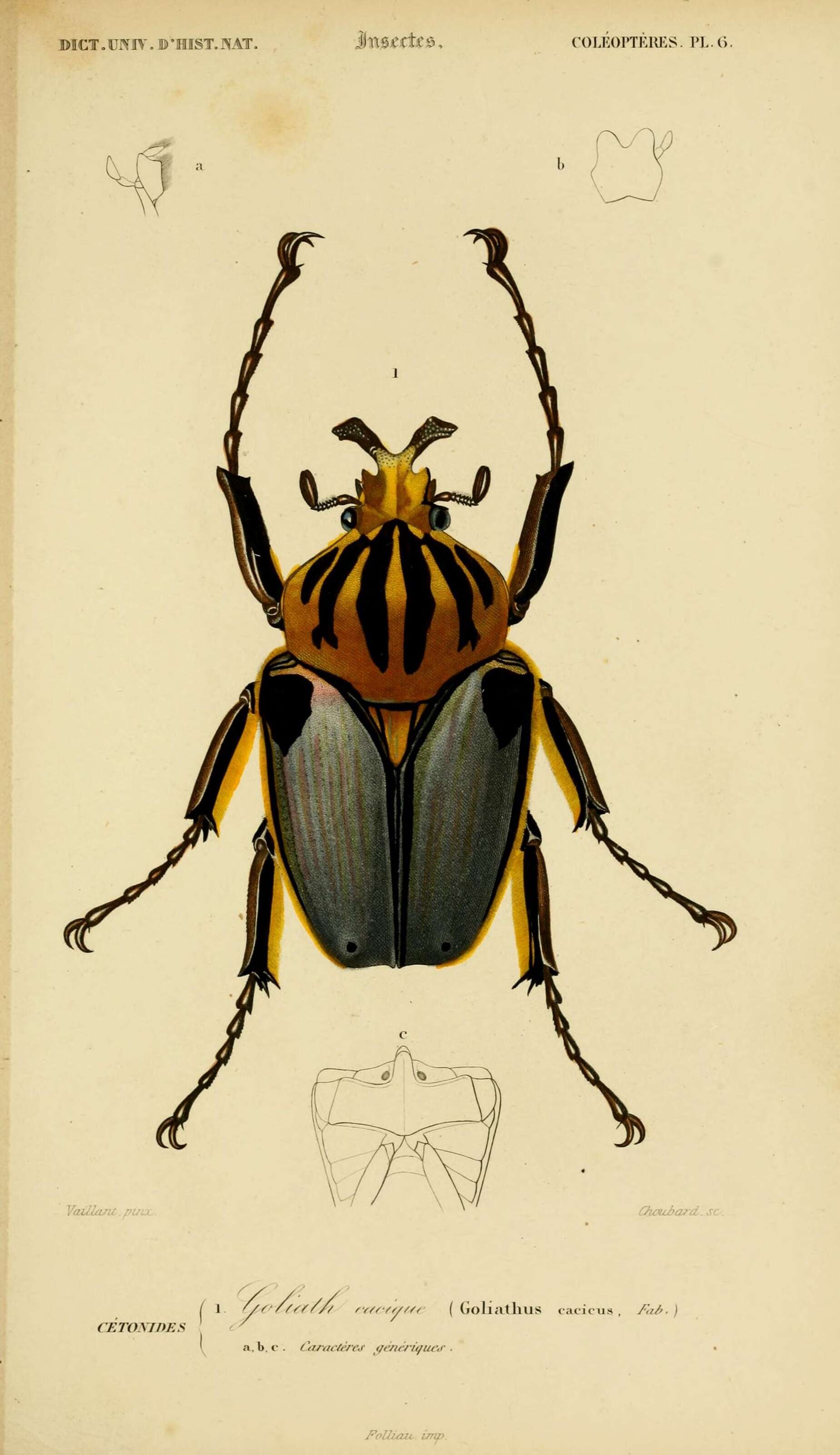 Image of Goliathus cacicus (Olivier 1789)