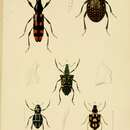 Image of Brachycerus sacer Latreille 1827