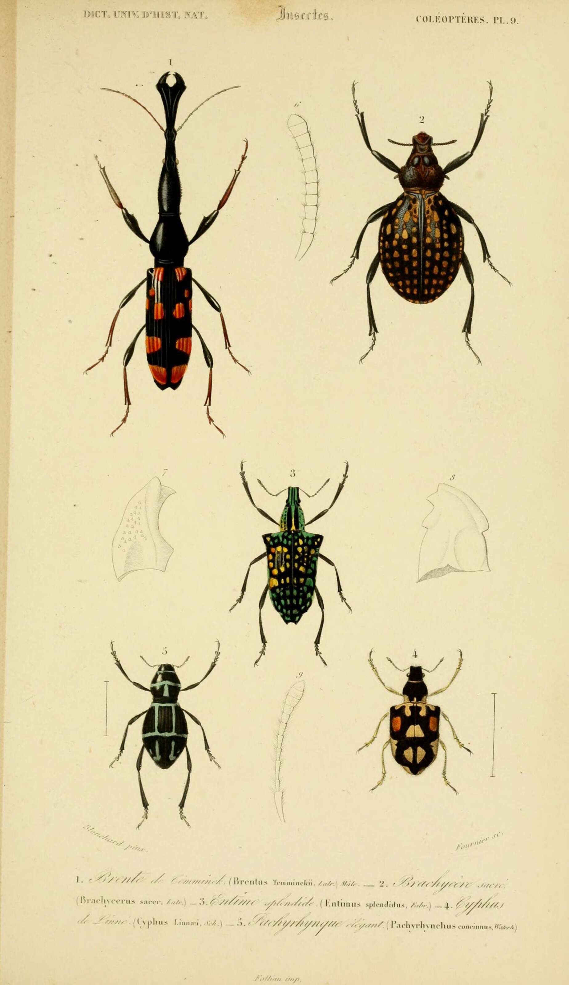 Image of Brachycerus sacer Latreille 1827