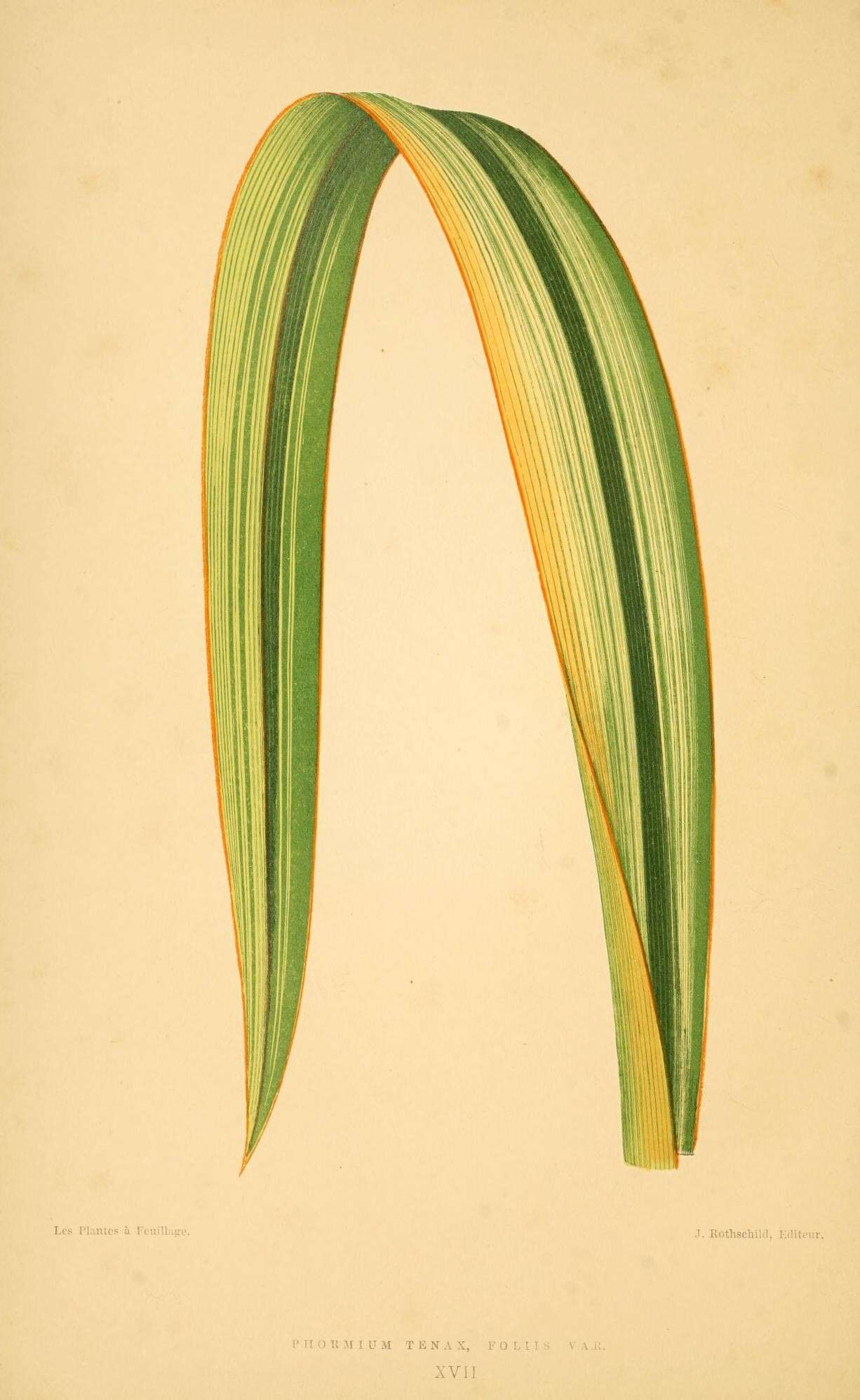 Image of New Zealand flax