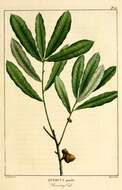 Sivun Quercus pumila Walter kuva