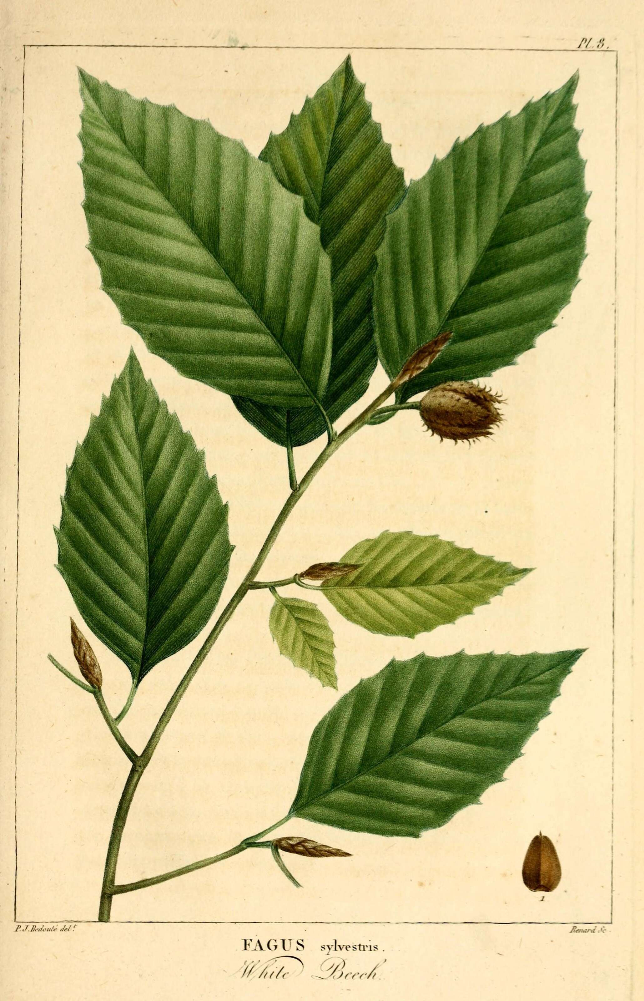 Image de Fagus grandifolia subsp. grandifolia