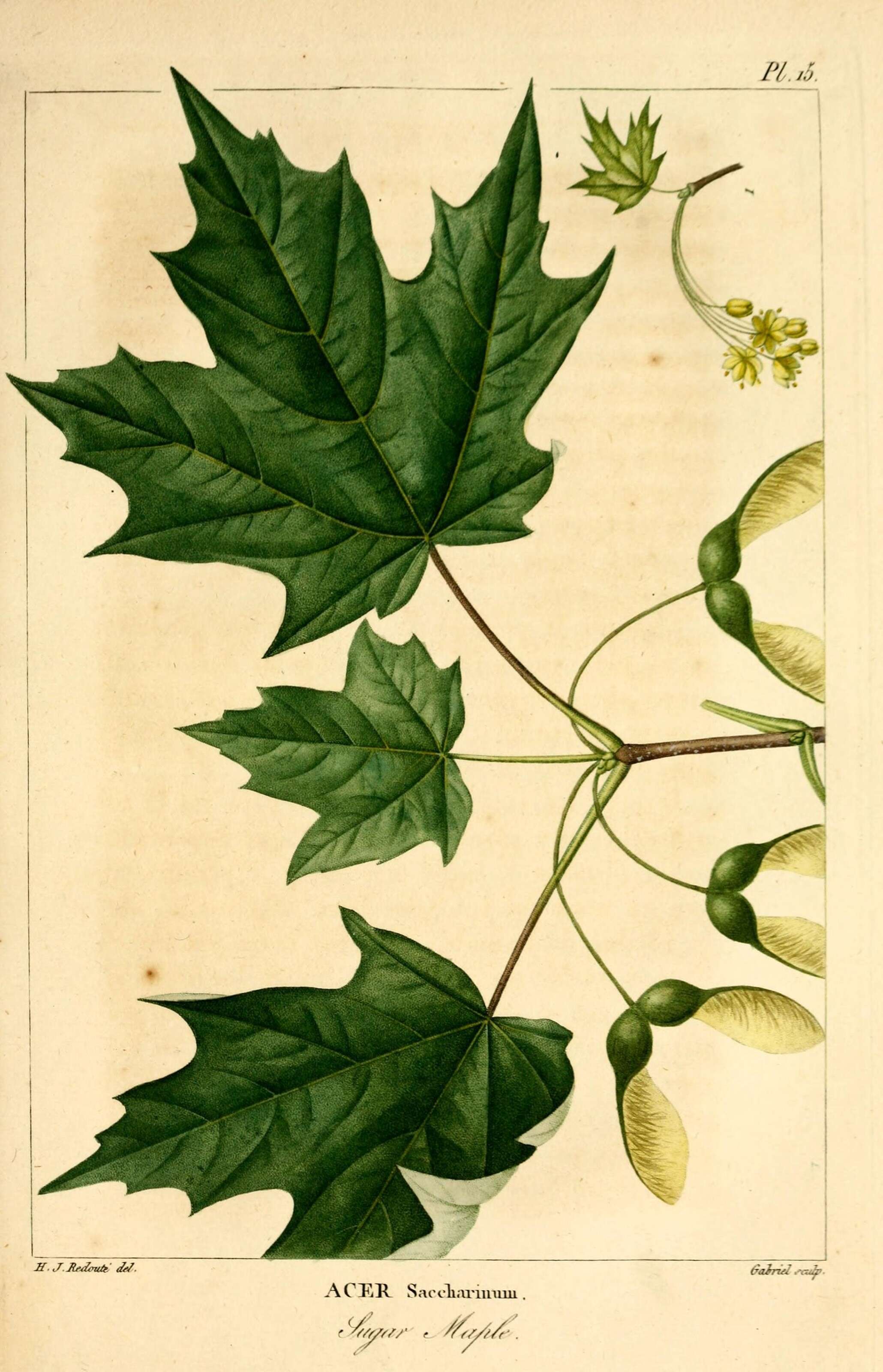 Imagem de Acer saccharinum L.