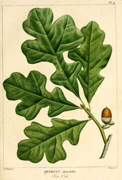 Imagem de Quercus stellata Wangenh.