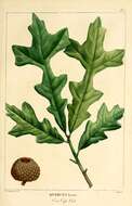 Image of overcup oak