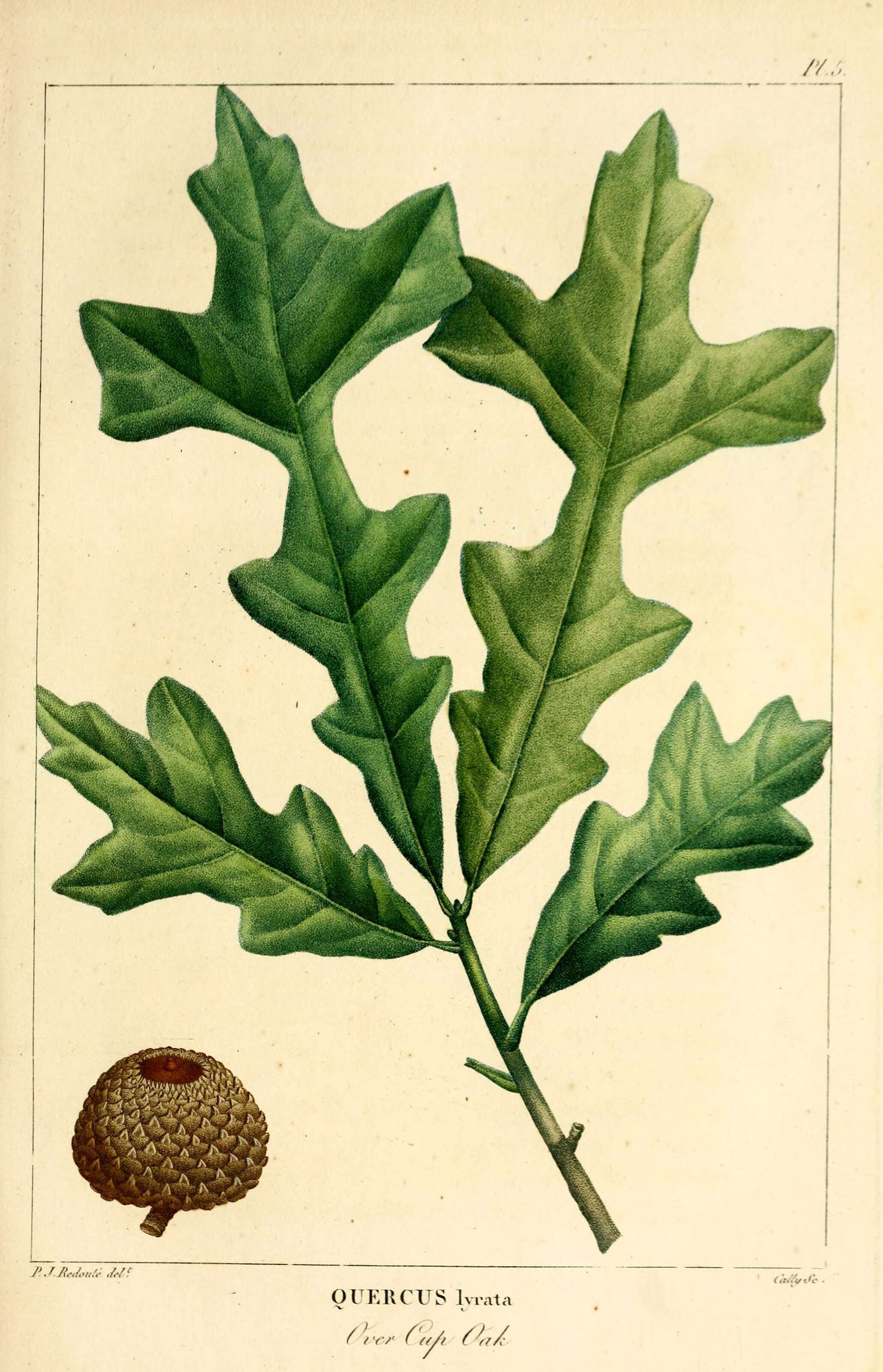 Image of overcup oak