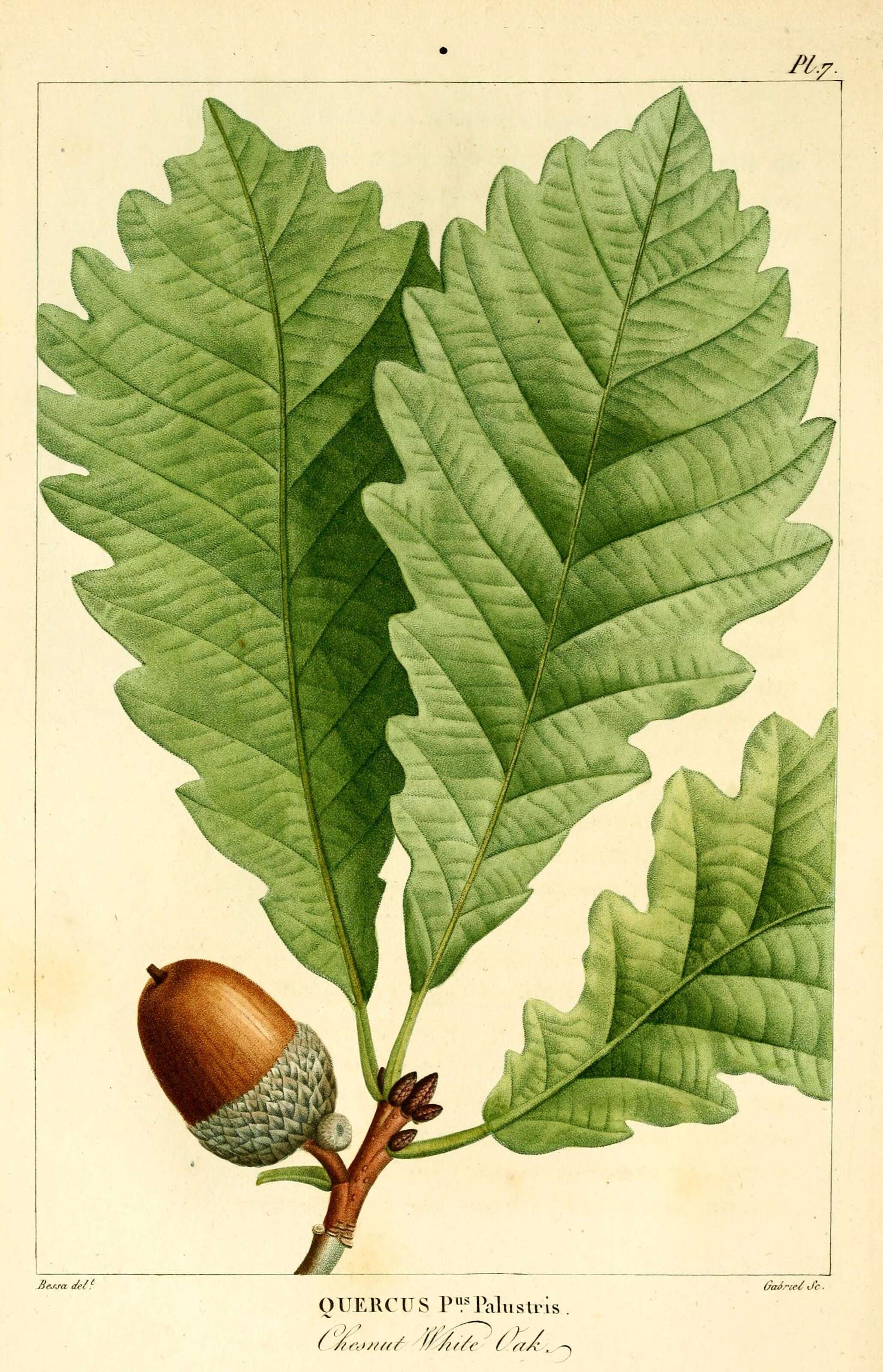 Image of Chestnut Oak