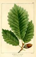 Image of Chestnut Oak