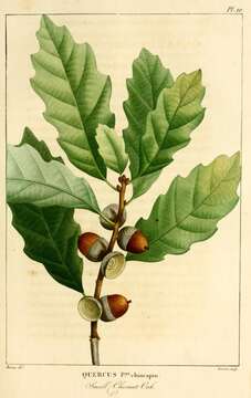 Image of Dwarf Chinquapin Oak