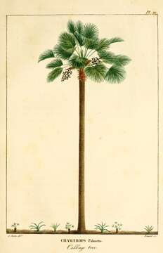 Image of Cabbage Palm