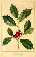 Image of American holly