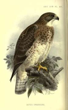 Image of Swainson's Hawk