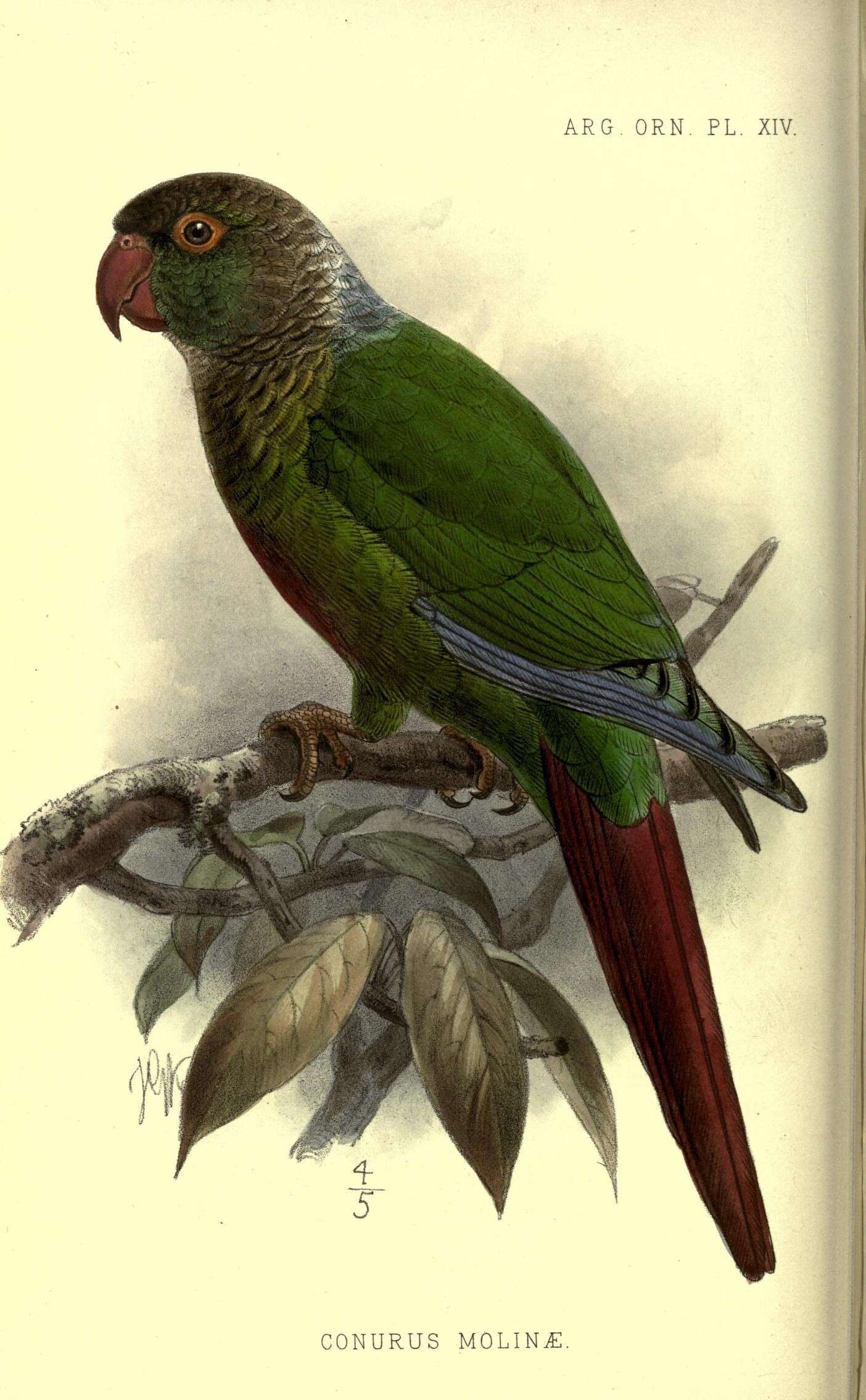 Image of Green-cheeked Conure