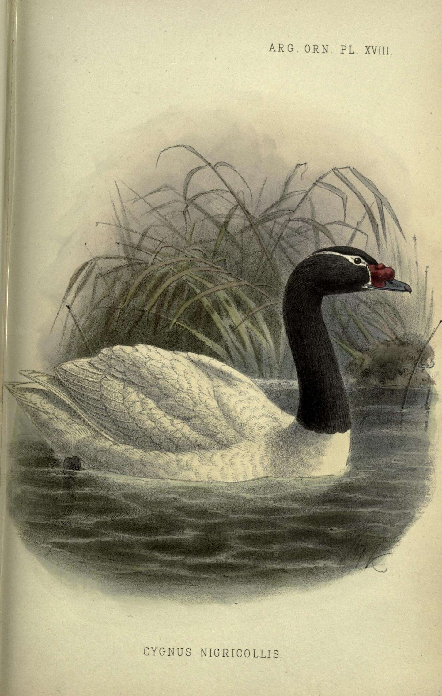 Imagem de Cisne-de-pescoço-preto