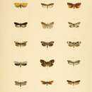 Paralipsa gularis Zeller 1877 resmi