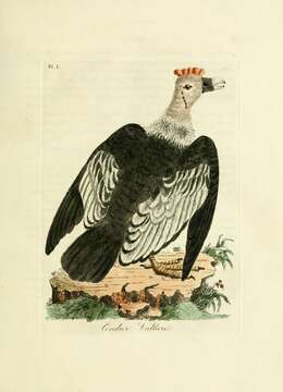 Image de Vultur Linnaeus 1758