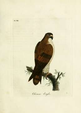 Nisaetus nipalensis Hodgson 1836 resmi