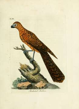 Image of Brown Falcon