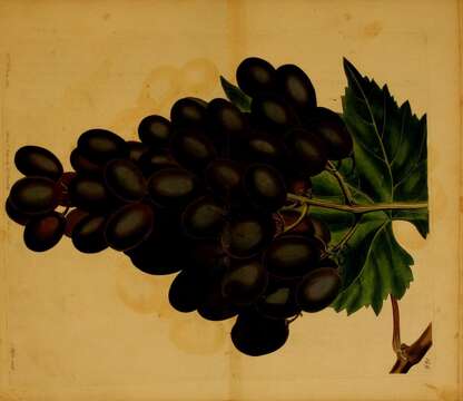 Image of grape