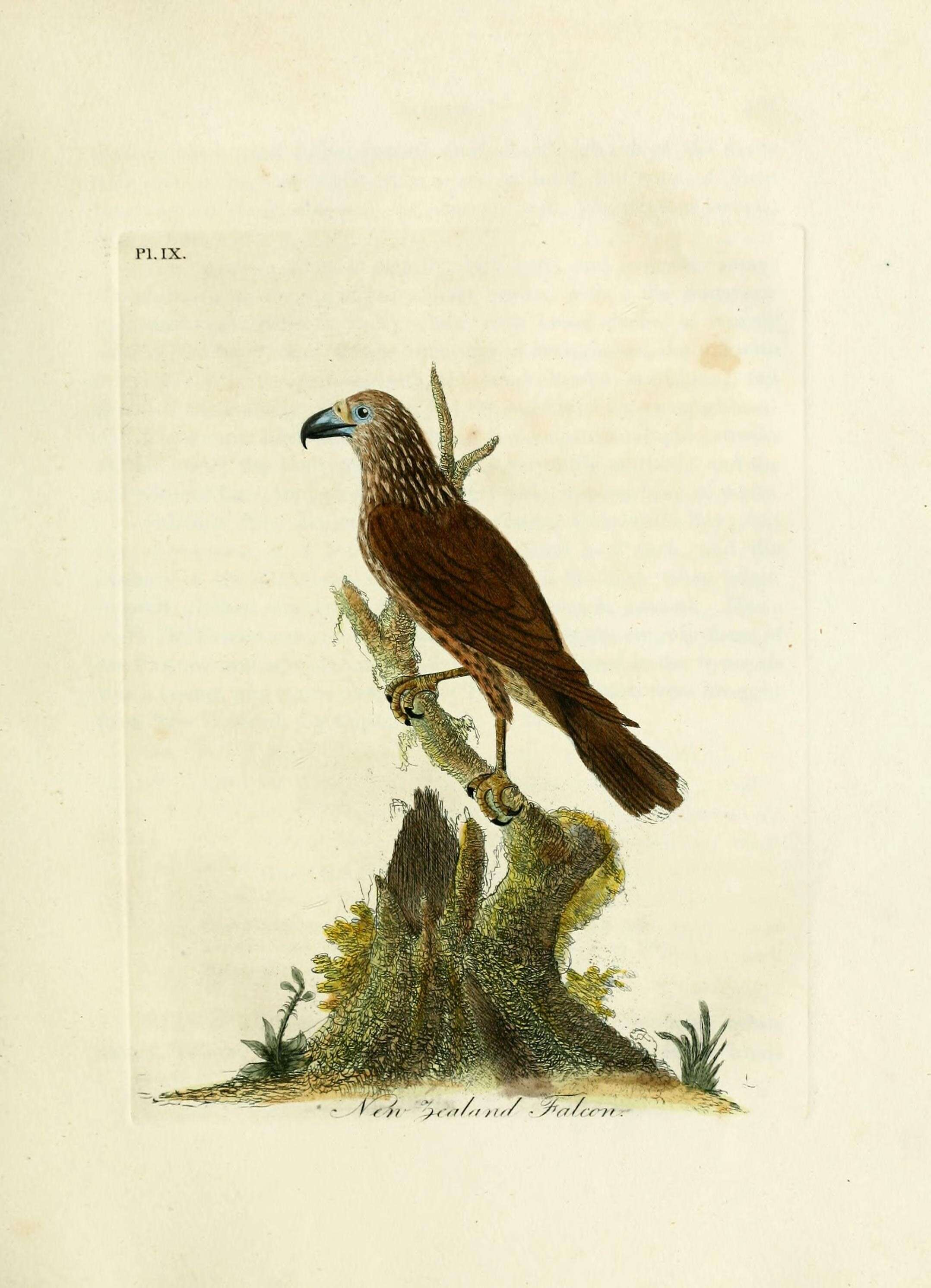 Image of New Zealand Falcon