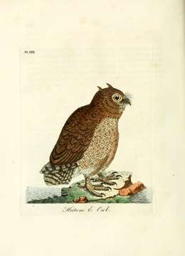 Image de Hibou des marais