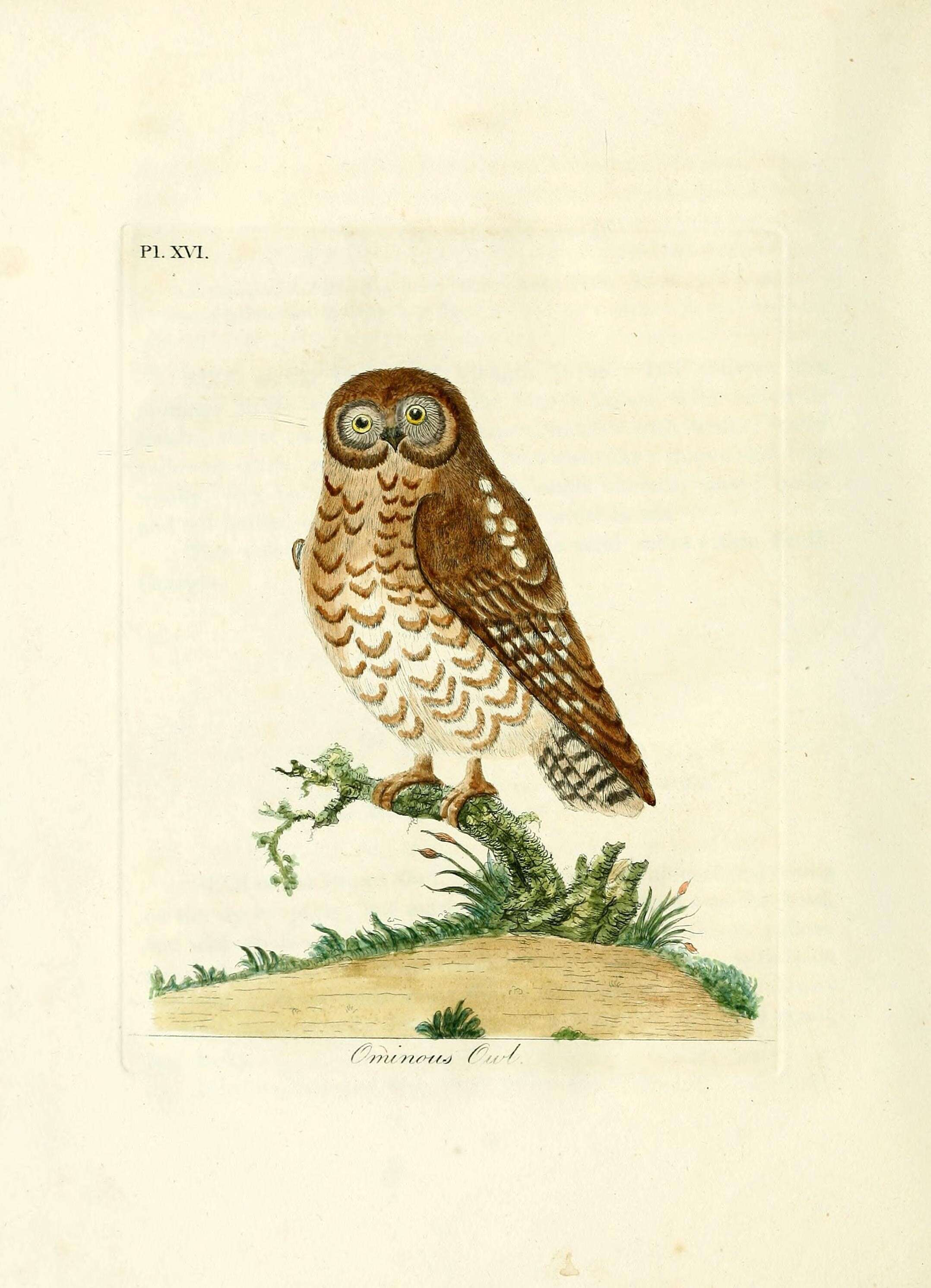 Image of Spotted Owlet