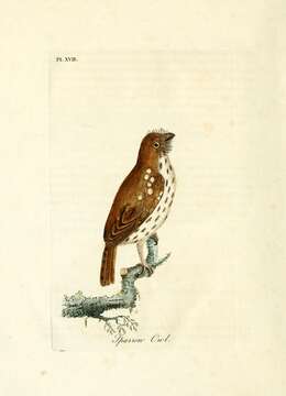 Image of Eurasian Pygmy Owl