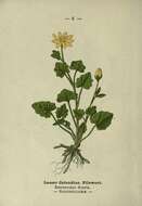 Image of Lesser celandine