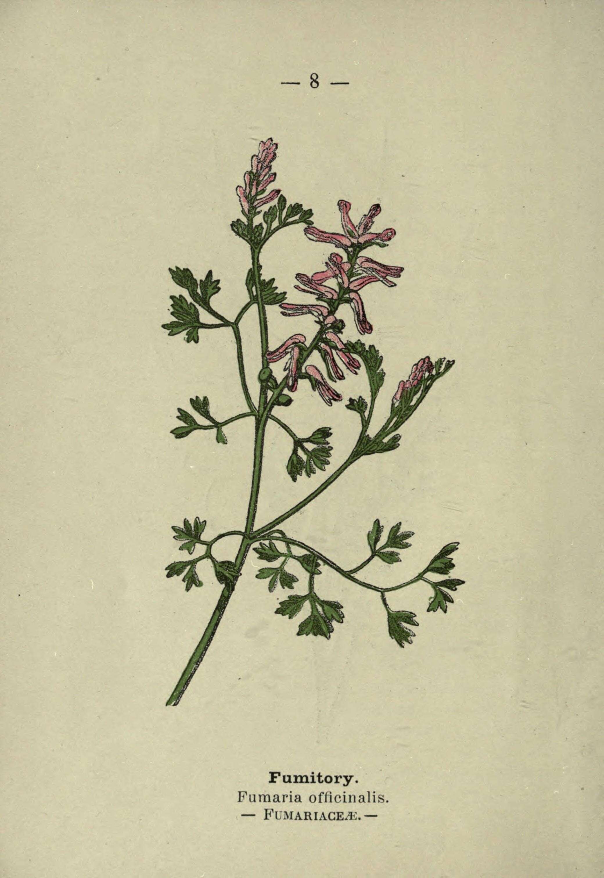 Image of Common Fumitory