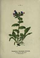 Image of Lungwort