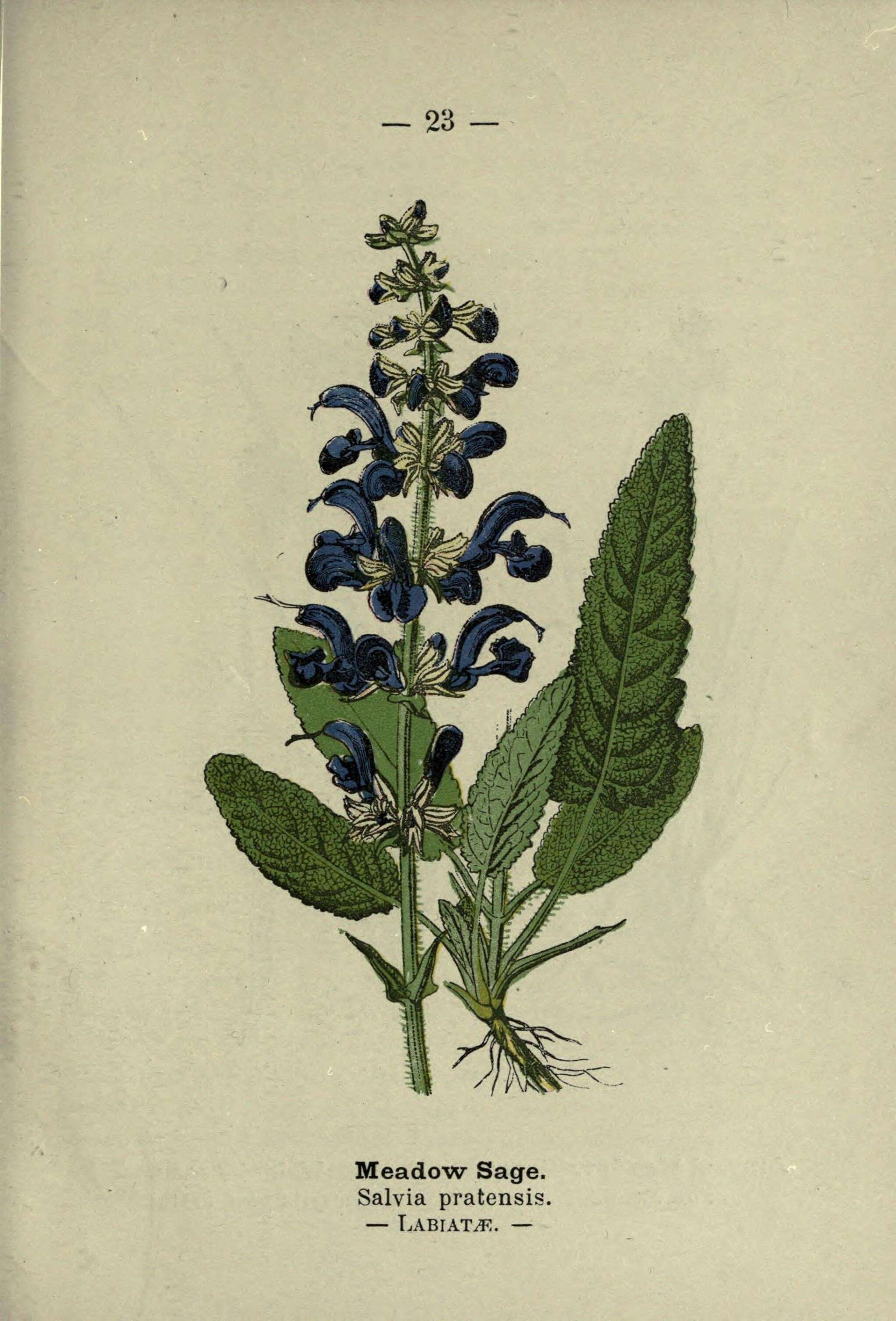 Image of introduced sage