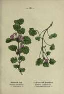 Image of Ground ivy