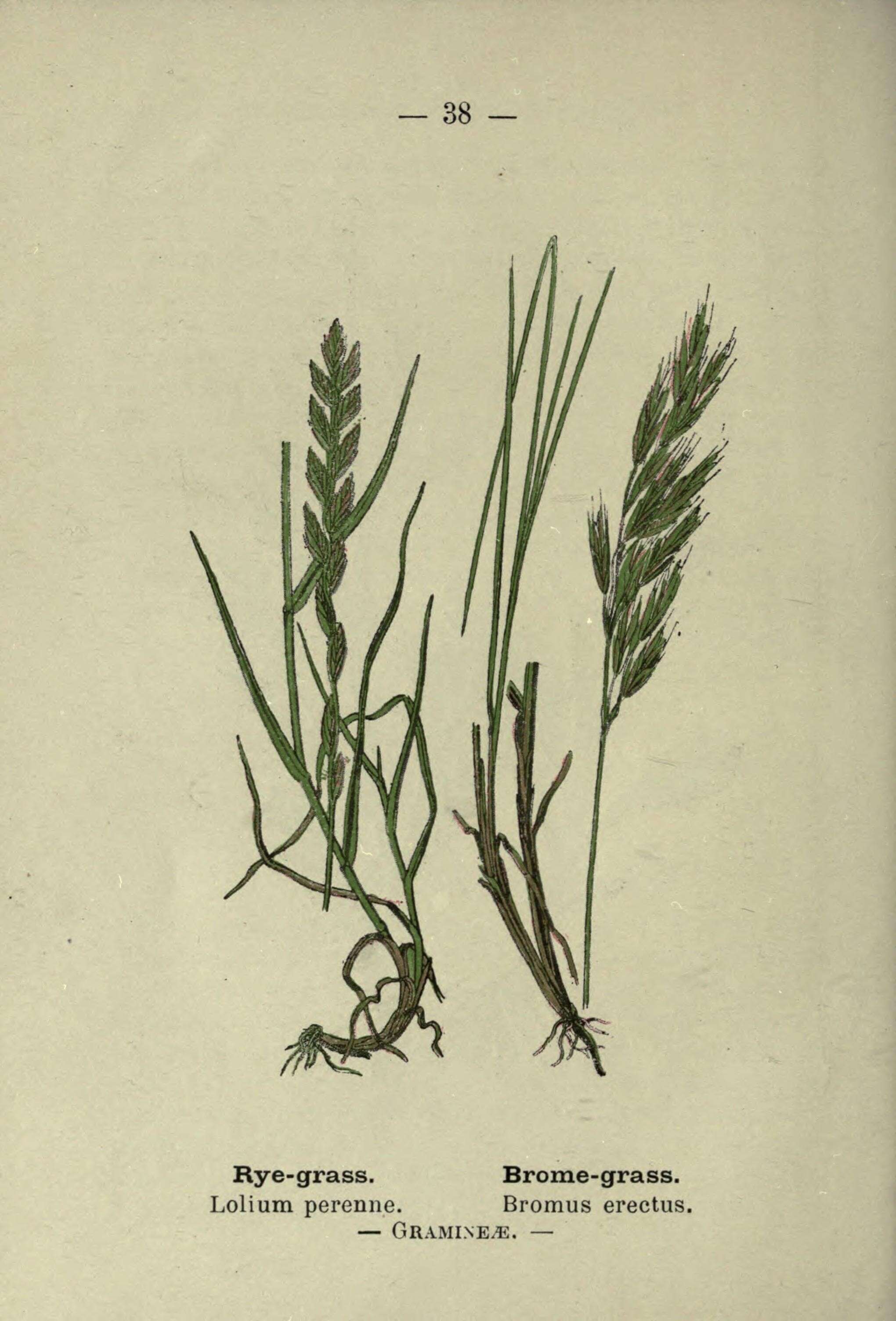 Image of perennial ryegrass