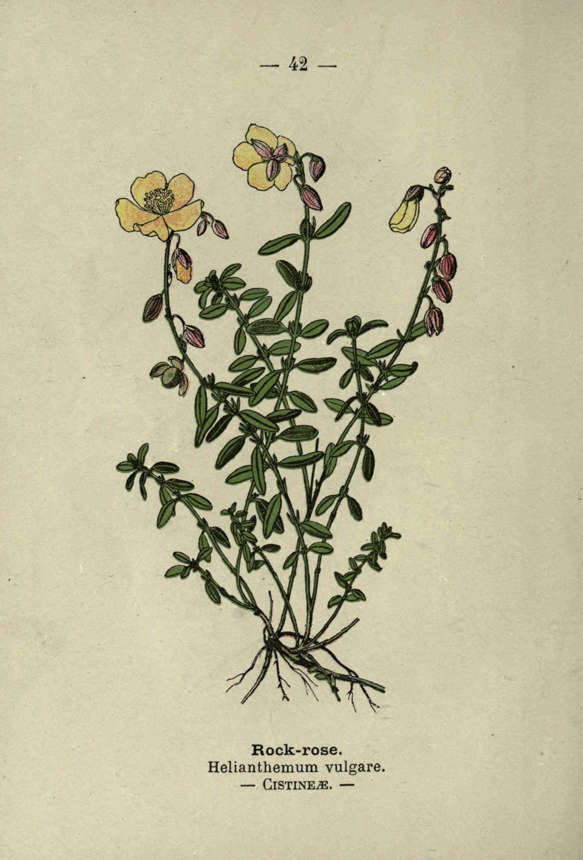 Image of Common Rock-rose